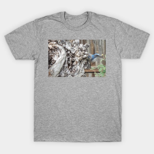 Scrub Jay on Sycamore Tree T-Shirt by HutzcraftDesigns